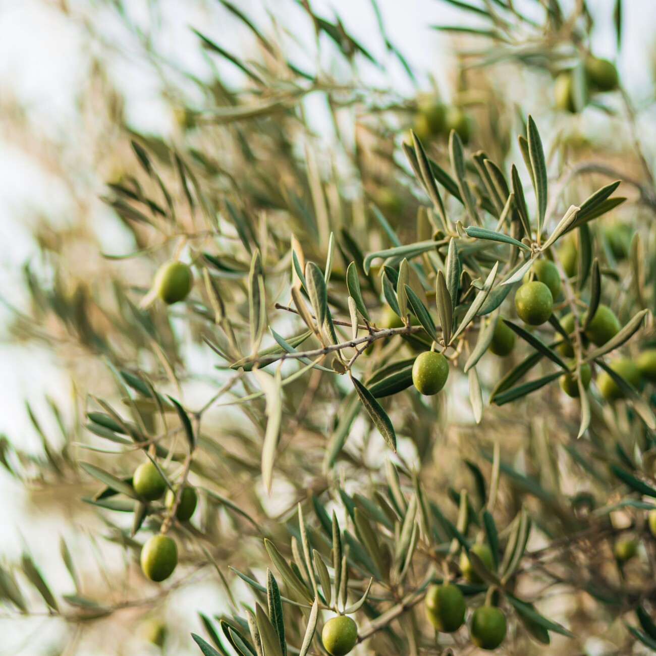 L'huile d'olive - Bioliniment